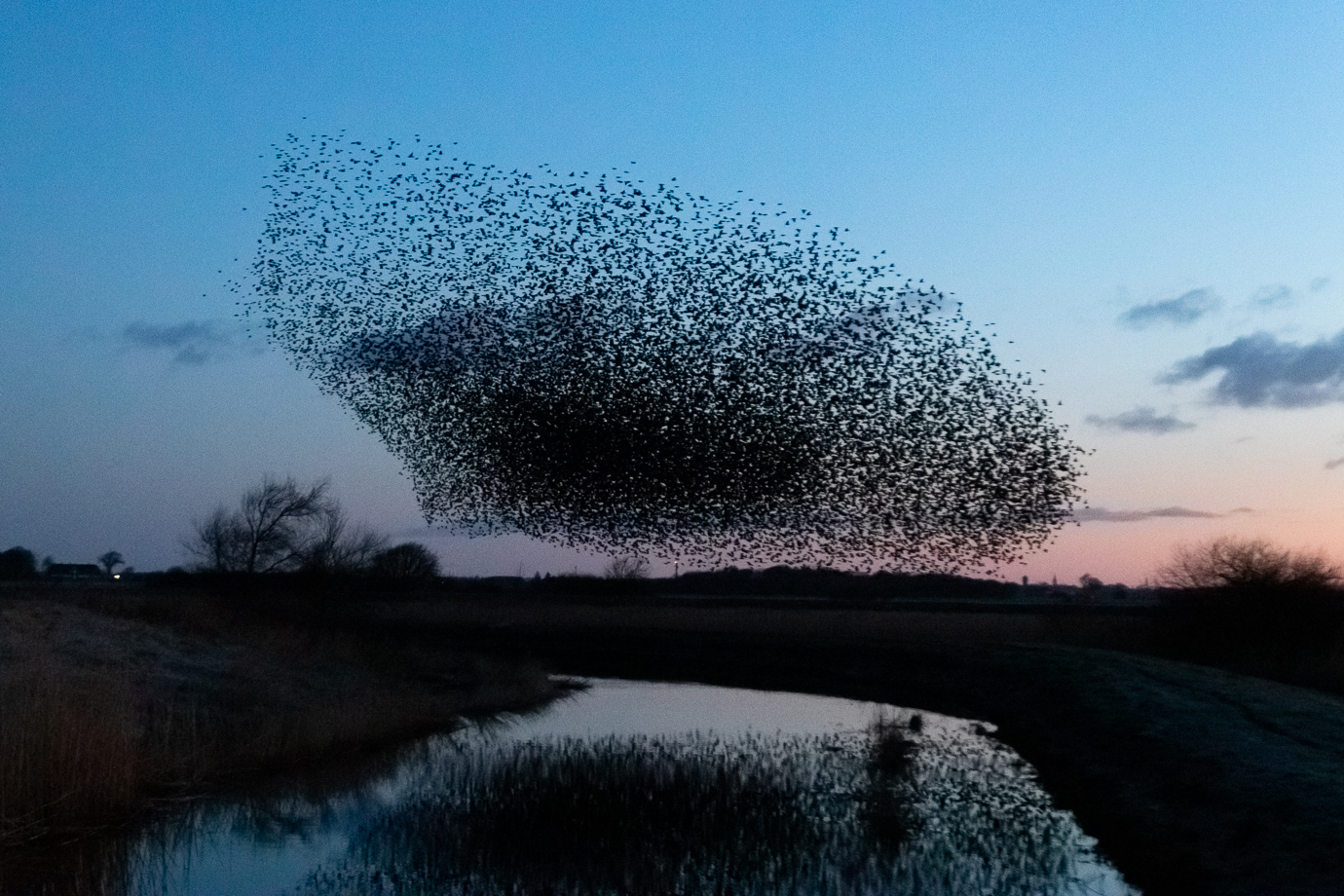 Starling murmuration